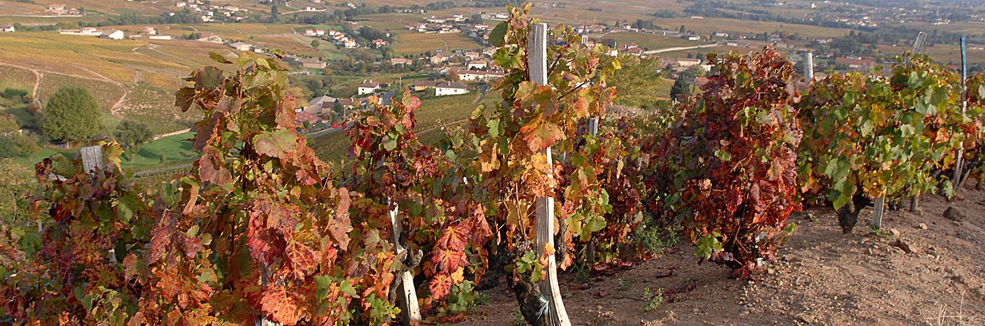 Vignobles_6742