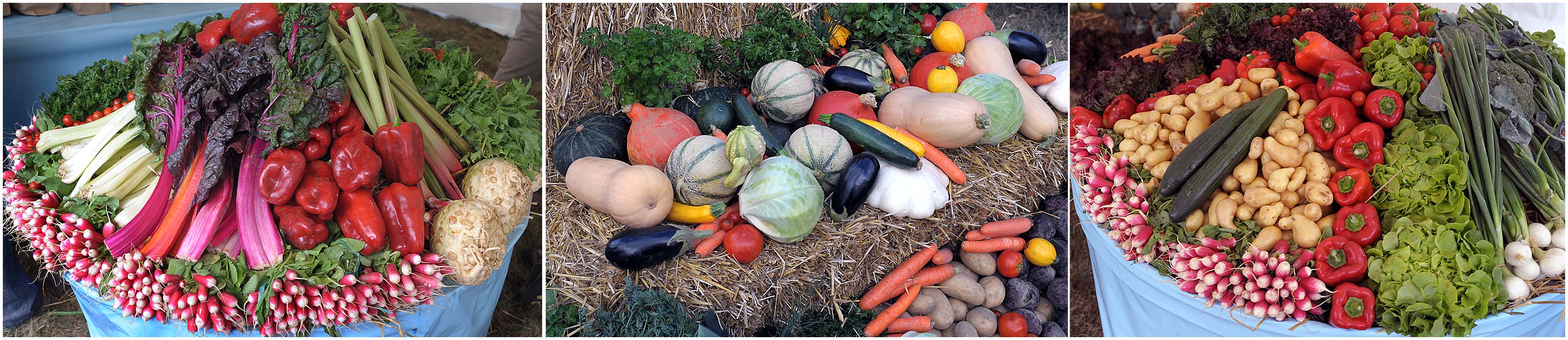 Agriculture_4574