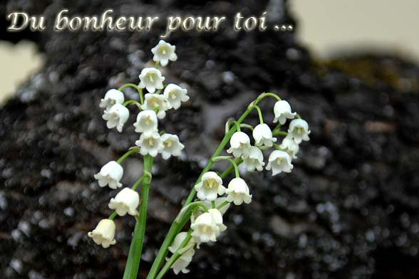 Muguet_Windows