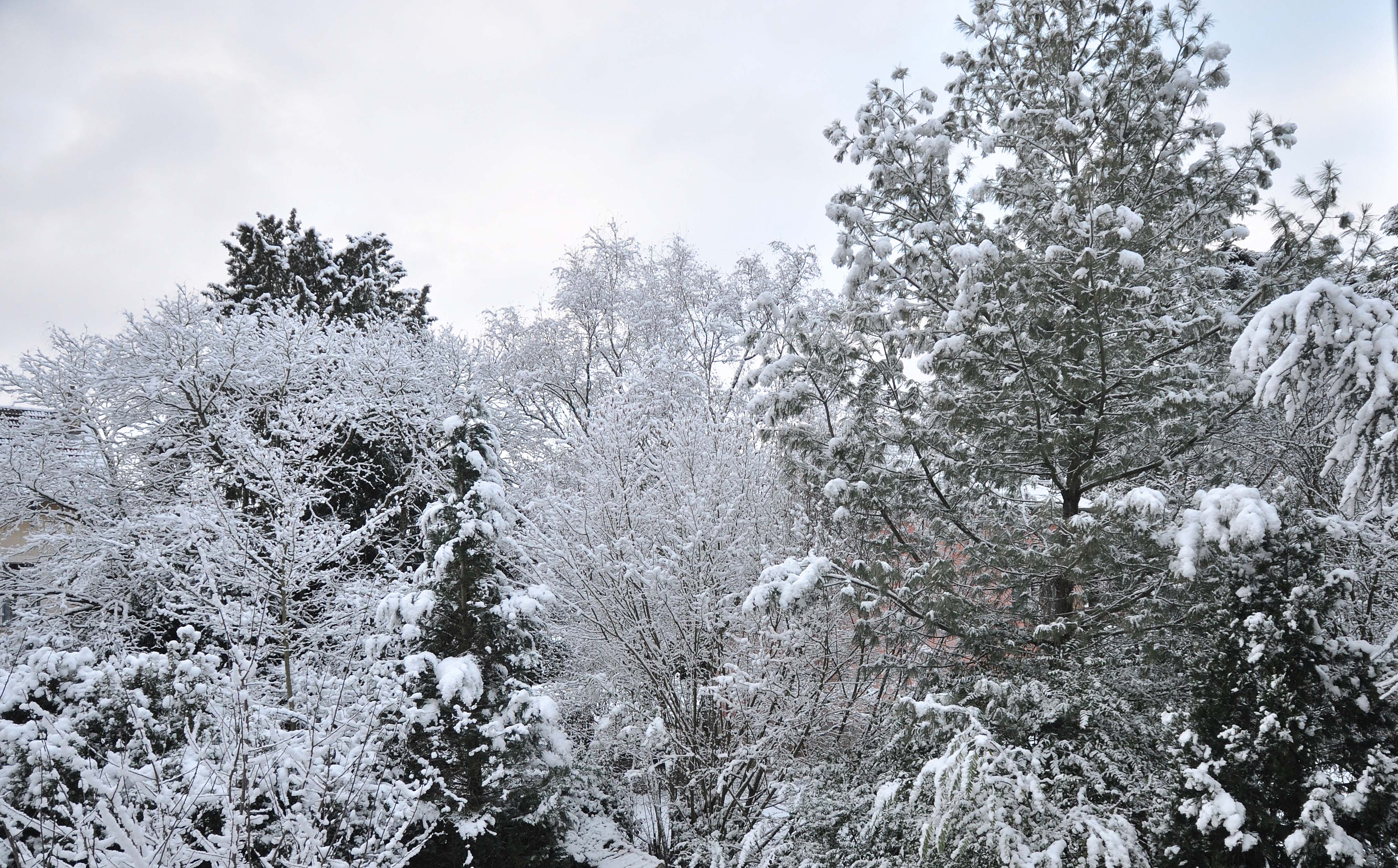 Neige_0147