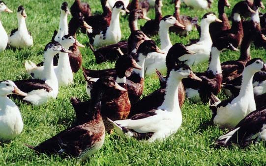 Fermeture des élevages (oies et canards). Le Sud-Ouest à la peine !